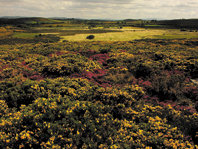Brañas de Xestoso, con matorral de tojo y brezo en primer plano, en 2004, cuando este sector aún no estaba destruido a favor del pastizal.